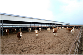 Farming And Ranching Asset Identification Solutions - Humpback Whale